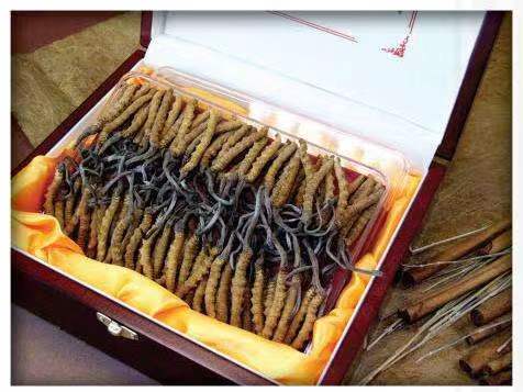 海宁冬虫夏草回收